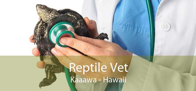Reptile Vet Kaaawa - Hawaii