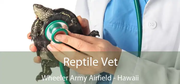 Reptile Vet Wheeler Army Airfield - Hawaii