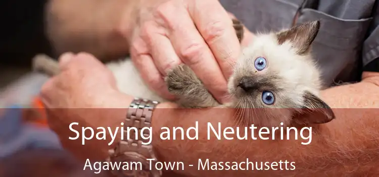 Spaying and Neutering Agawam Town - Massachusetts