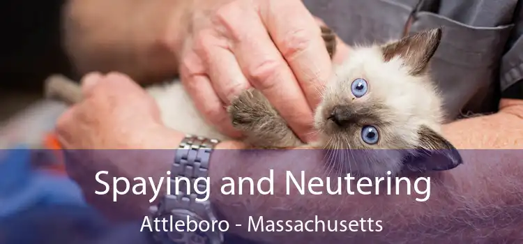 Spaying and Neutering Attleboro - Massachusetts