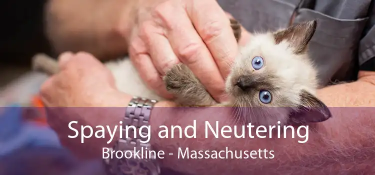 Spaying and Neutering Brookline - Massachusetts