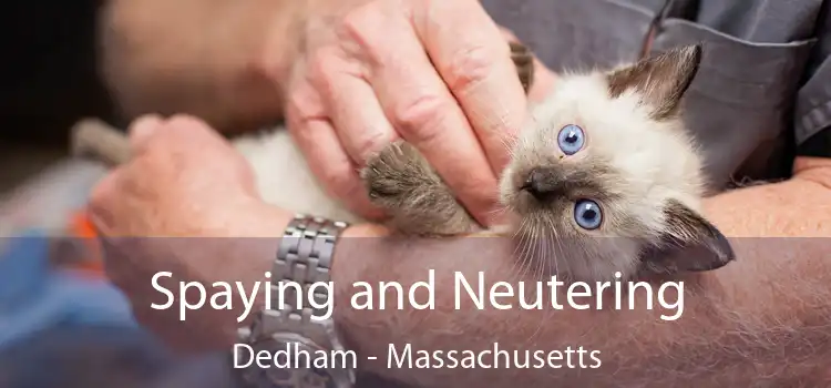 Spaying and Neutering Dedham - Massachusetts