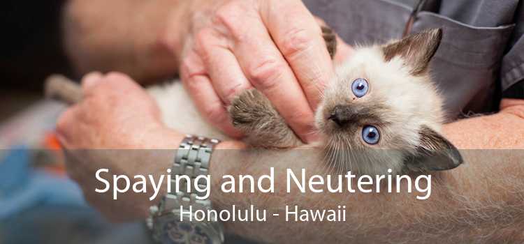 Spaying and Neutering Honolulu - Hawaii