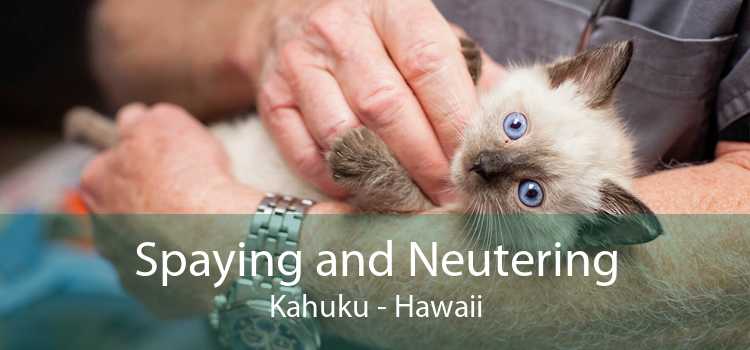Spaying and Neutering Kahuku - Hawaii