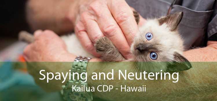 Spaying and Neutering Kailua CDP - Hawaii
