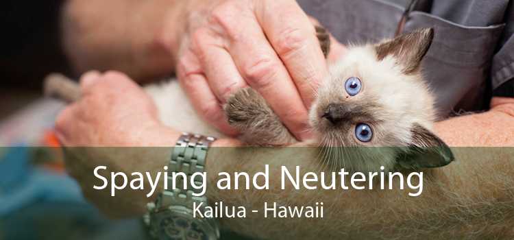 Spaying and Neutering Kailua - Hawaii