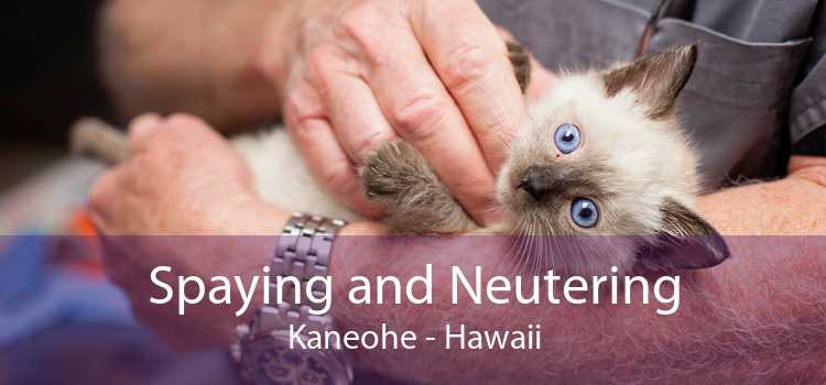 Spaying and Neutering Kaneohe - Hawaii