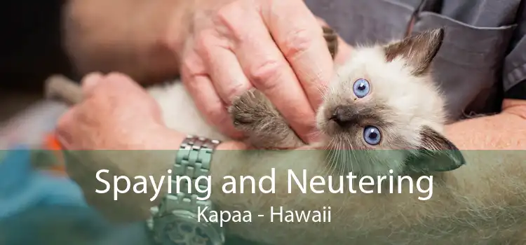 Spaying and Neutering Kapaa - Hawaii