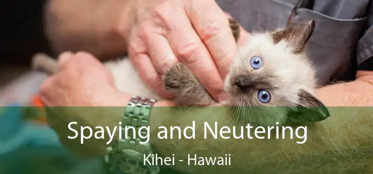 Spaying and Neutering Kihei - Hawaii