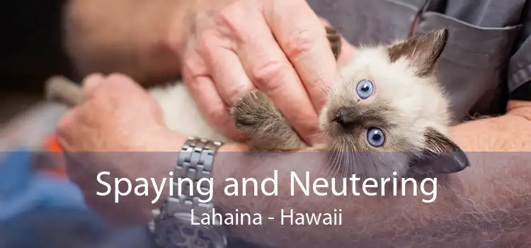 Spaying and Neutering Lahaina - Hawaii