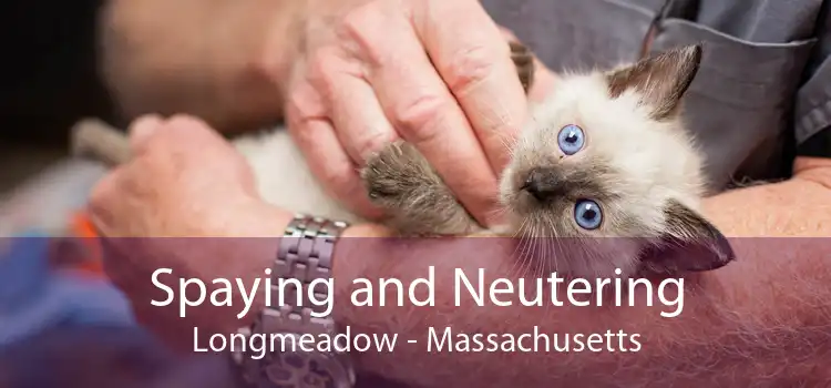Spaying and Neutering Longmeadow - Massachusetts
