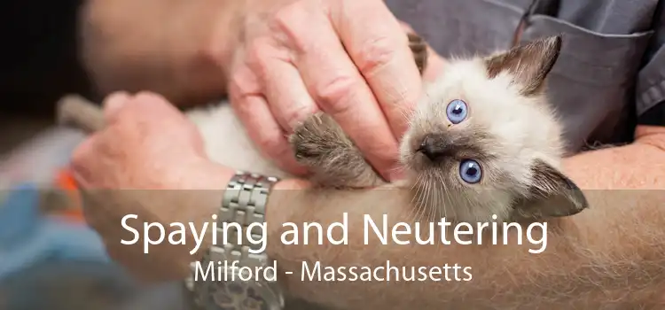 Spaying and Neutering Milford - Massachusetts
