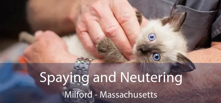 Spaying and Neutering Milford - Massachusetts