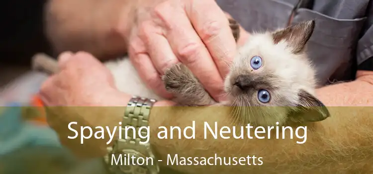 Spaying and Neutering Milton - Massachusetts