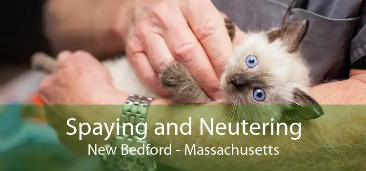 Spaying and Neutering New Bedford - Massachusetts