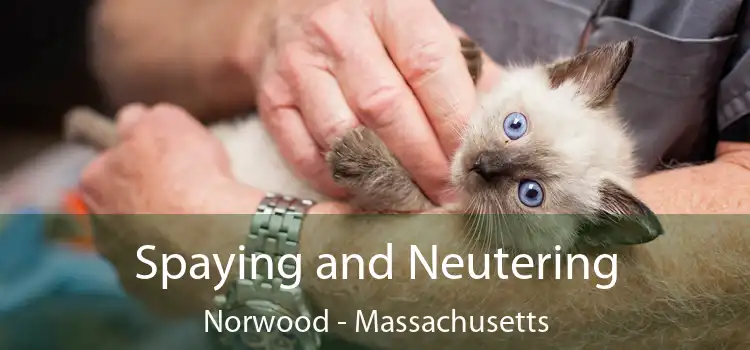 Spaying and Neutering Norwood - Massachusetts