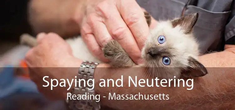 Spaying and Neutering Reading - Massachusetts