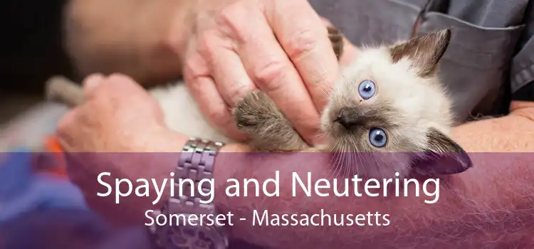 Spaying and Neutering Somerset - Massachusetts