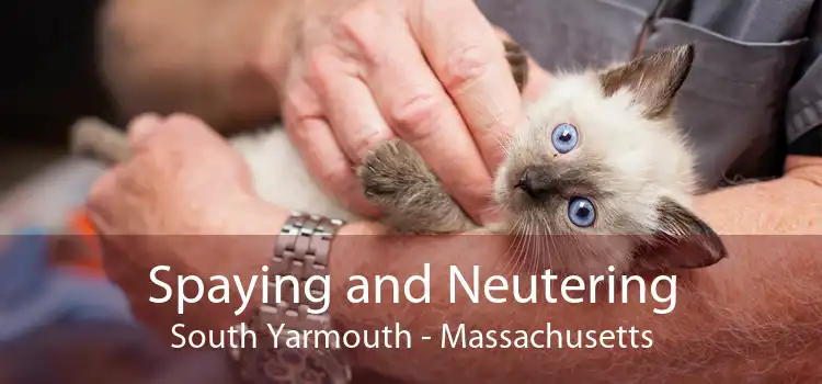 Spaying and Neutering South Yarmouth - Massachusetts