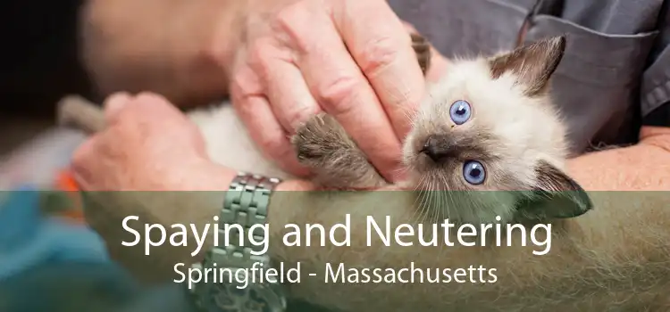 Spaying and Neutering Springfield - Massachusetts