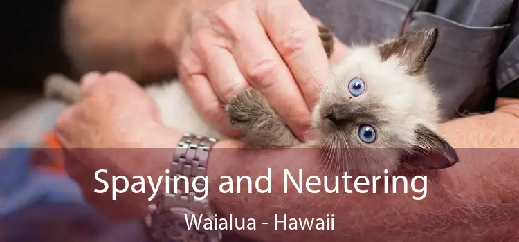 Spaying and Neutering Waialua - Hawaii