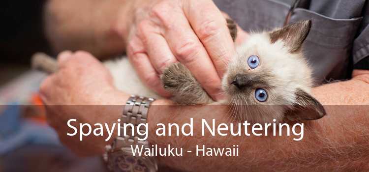 Spaying and Neutering Wailuku - Hawaii