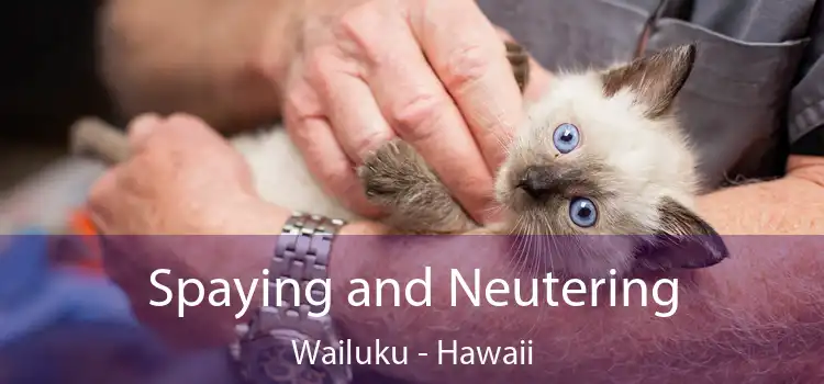Spaying and Neutering Wailuku - Hawaii