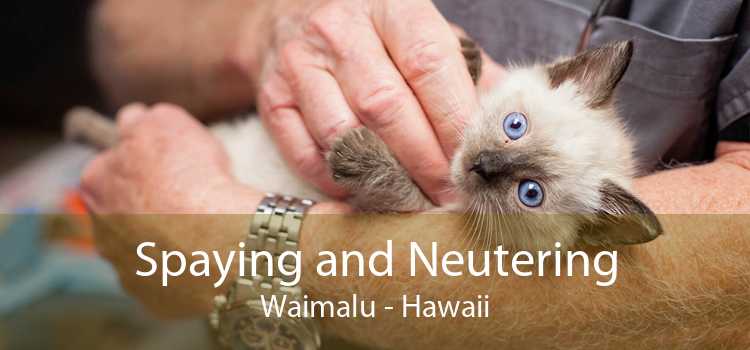 Spaying and Neutering Waimalu - Hawaii