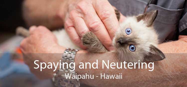 Spaying and Neutering Waipahu - Hawaii