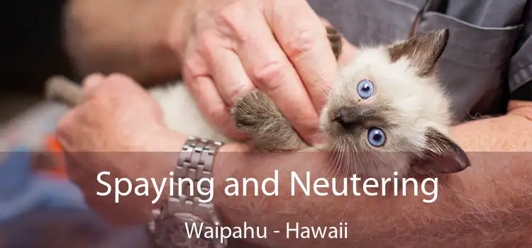 Spaying and Neutering Waipahu - Hawaii