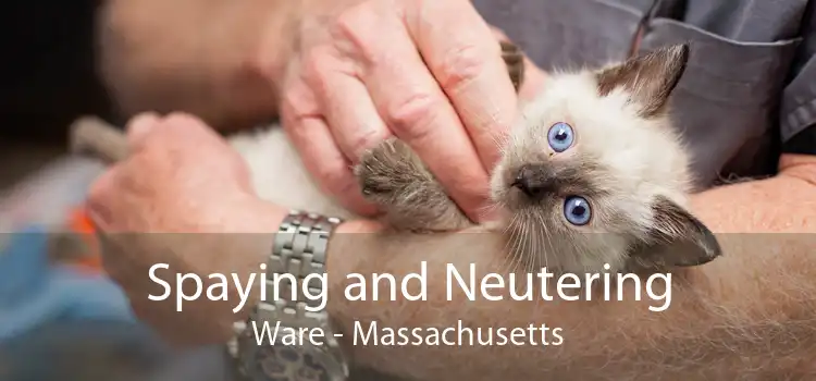 Spaying and Neutering Ware - Massachusetts