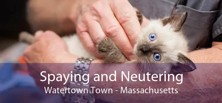 Spaying and Neutering Watertown Town - Massachusetts