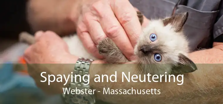 Spaying and Neutering Webster - Massachusetts