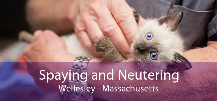 Spaying and Neutering Wellesley - Massachusetts