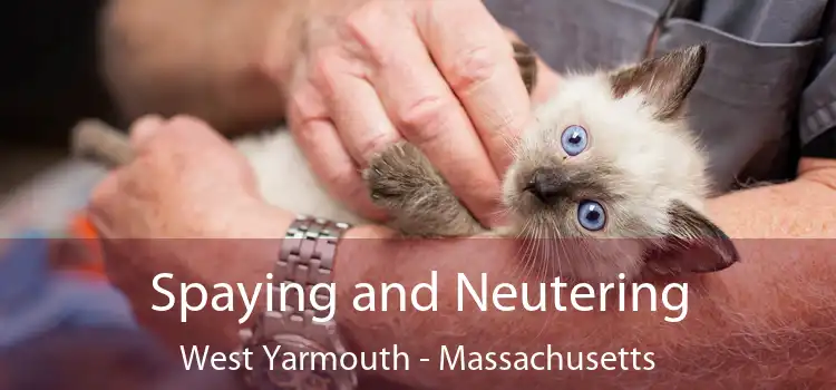 Spaying and Neutering West Yarmouth - Massachusetts