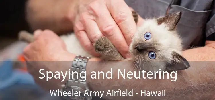 Spaying and Neutering Wheeler Army Airfield - Hawaii