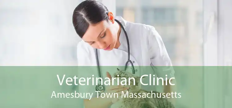 Veterinarian Clinic Amesbury Town Massachusetts