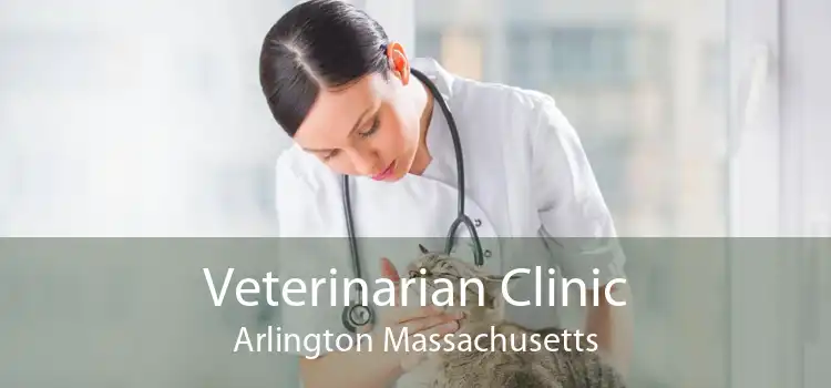 Veterinarian Clinic Arlington Massachusetts