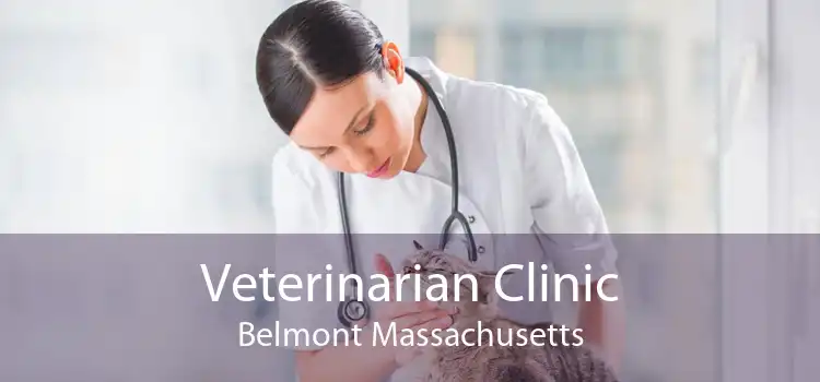 Veterinarian Clinic Belmont Massachusetts