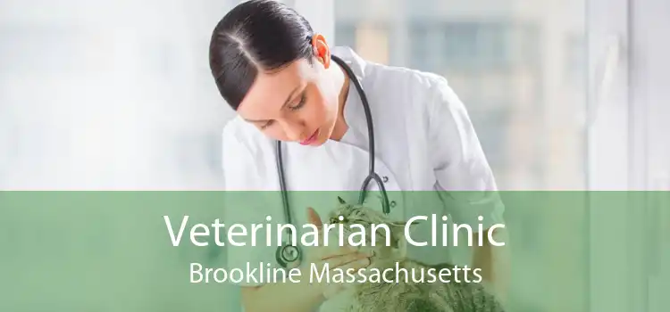 Veterinarian Clinic Brookline Massachusetts