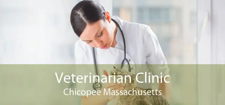 Veterinarian Clinic Chicopee Massachusetts