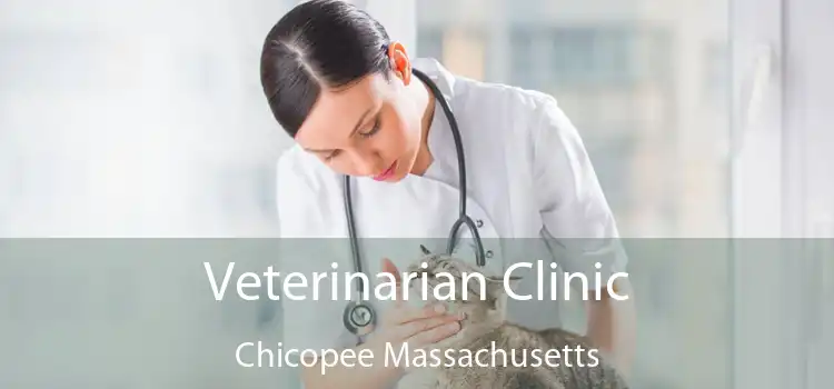 Veterinarian Clinic Chicopee Massachusetts