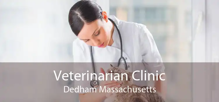 Veterinarian Clinic Dedham Massachusetts