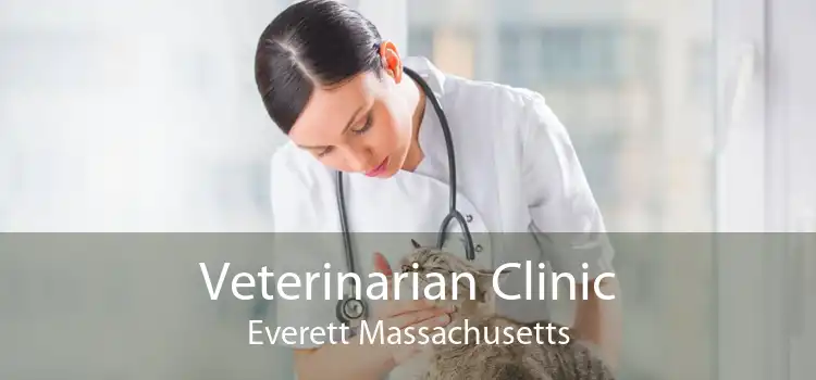 Veterinarian Clinic Everett Massachusetts