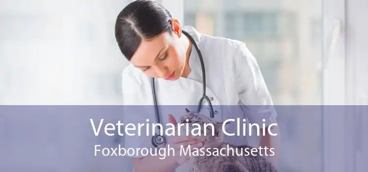 Veterinarian Clinic Foxborough Massachusetts