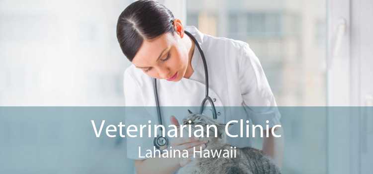 Veterinarian Clinic Lahaina Hawaii