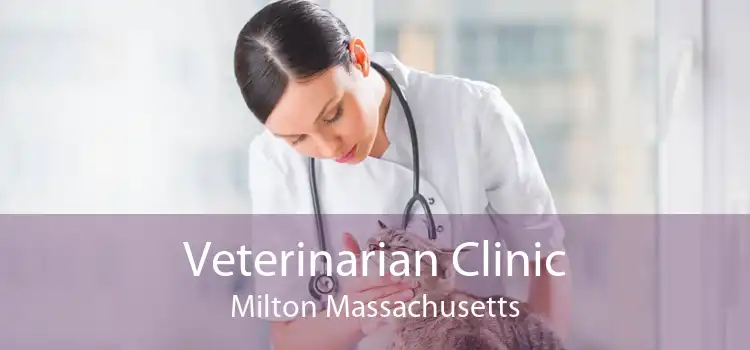 Veterinarian Clinic Milton Massachusetts