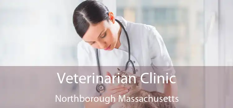 Veterinarian Clinic Northborough Massachusetts