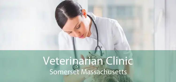 Veterinarian Clinic Somerset Massachusetts