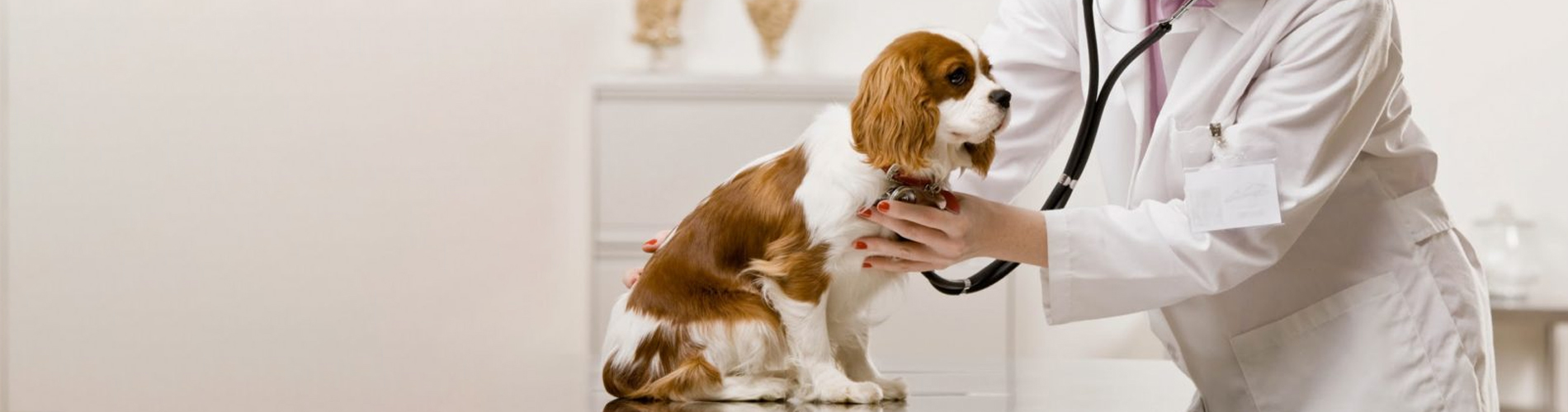 Veterinarian Clinic Winchester Emergency Vet And Pet Clinic Near Me